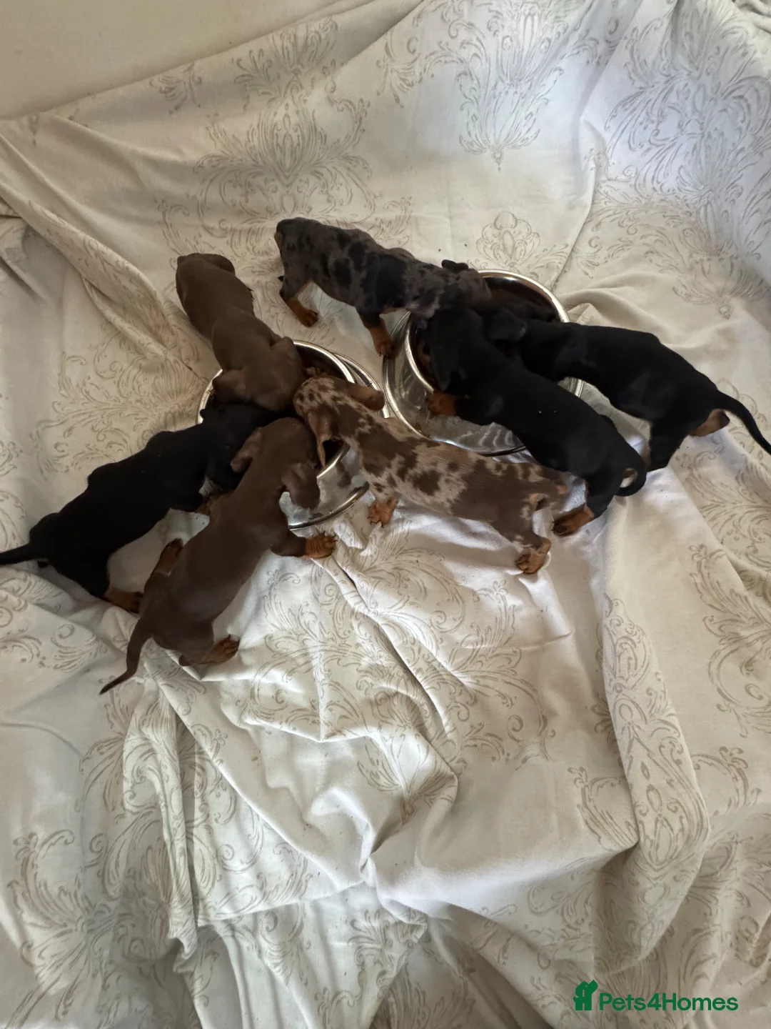 Miniature Dachshund dogs for sale: Miniature dachshund puppies  - Advert 1