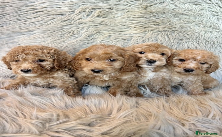 Maltipoo dogs - Advert 1