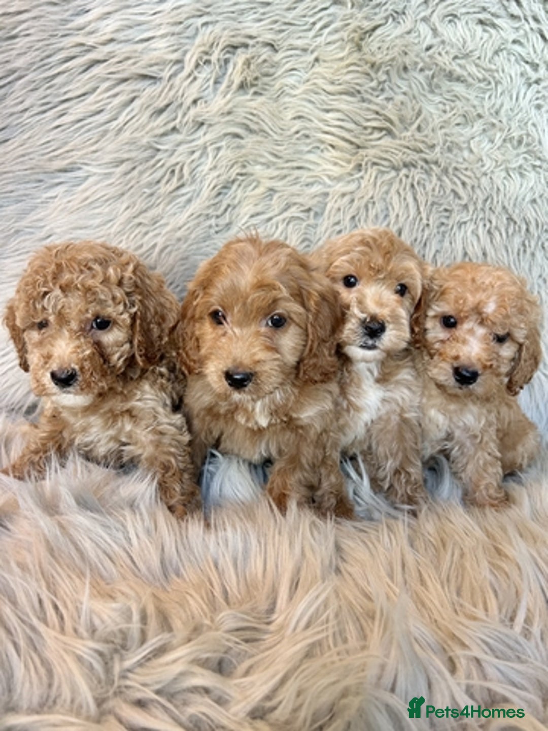 Maltipoo dogs for sale: Maltipoo puppies available  - Image 1