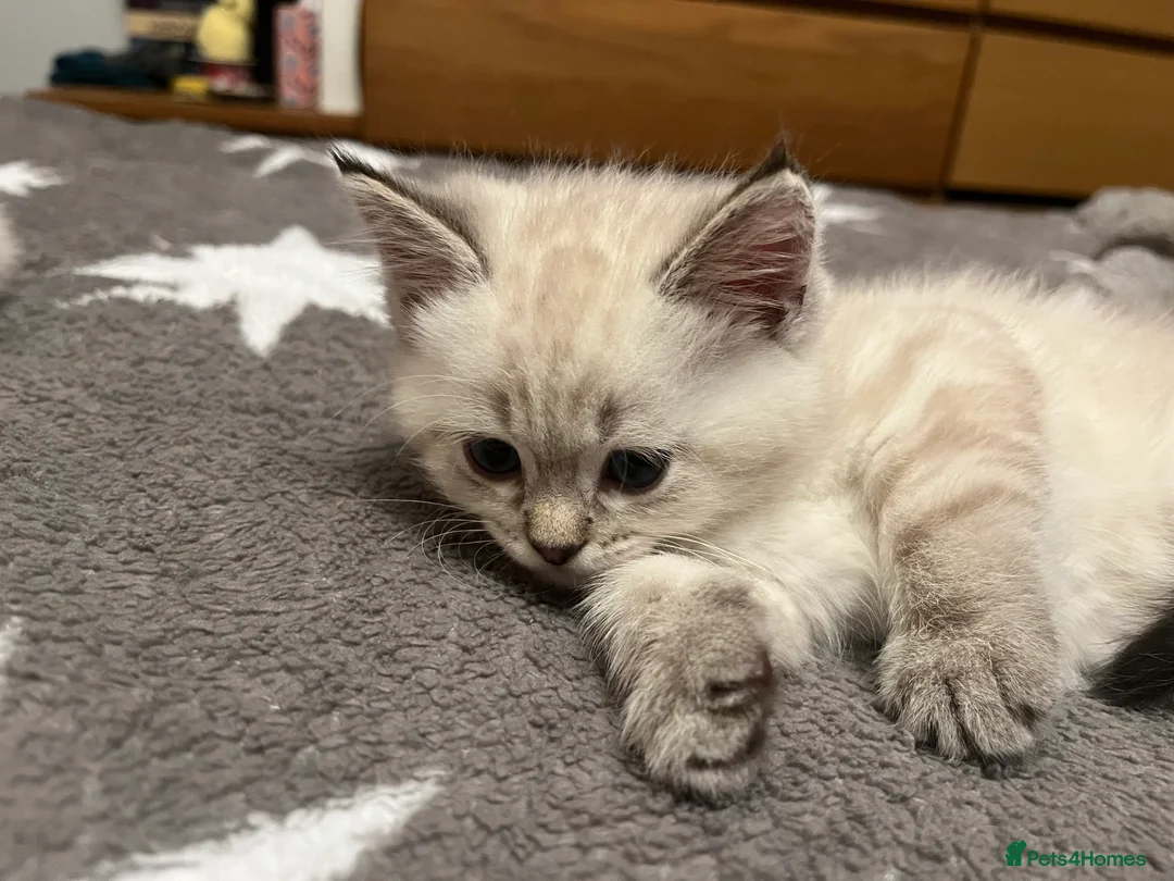 British Shorthair cats for sale: A beautiful kittens British shorthair  - Advert 26