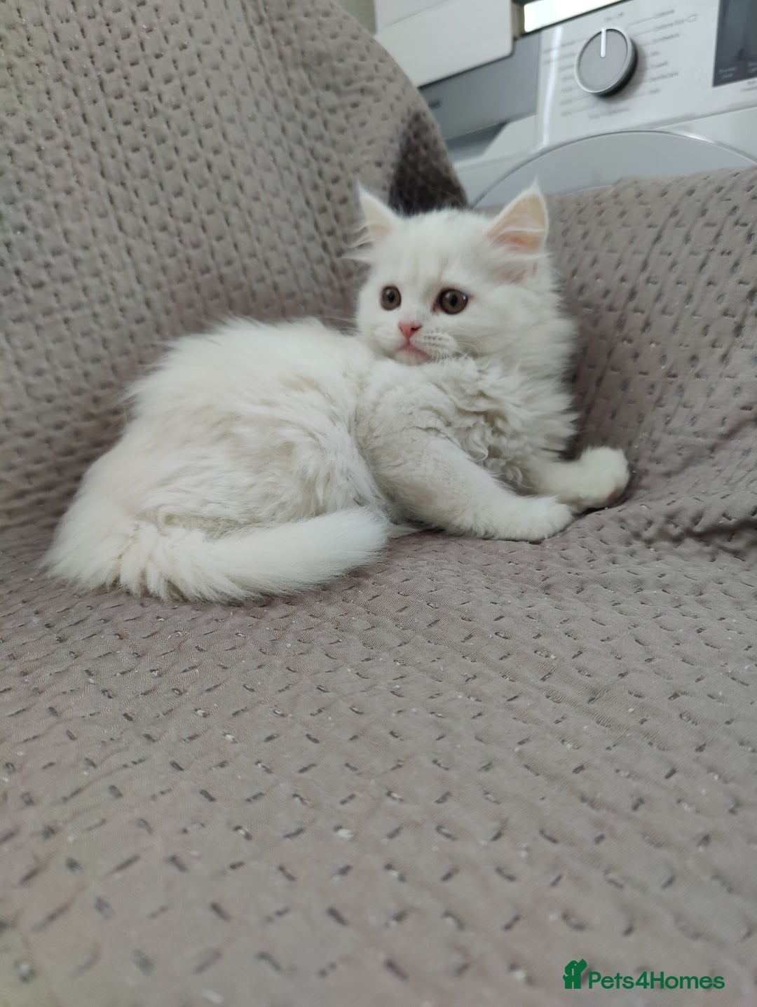 Mixed Breed cats for sale: Persian Mix kittens  - Advert 20