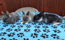 Netherland Dwarf rabbits for sale: 3 Netherland Dwarf bunnies ready 4 forever homes  - Image 25