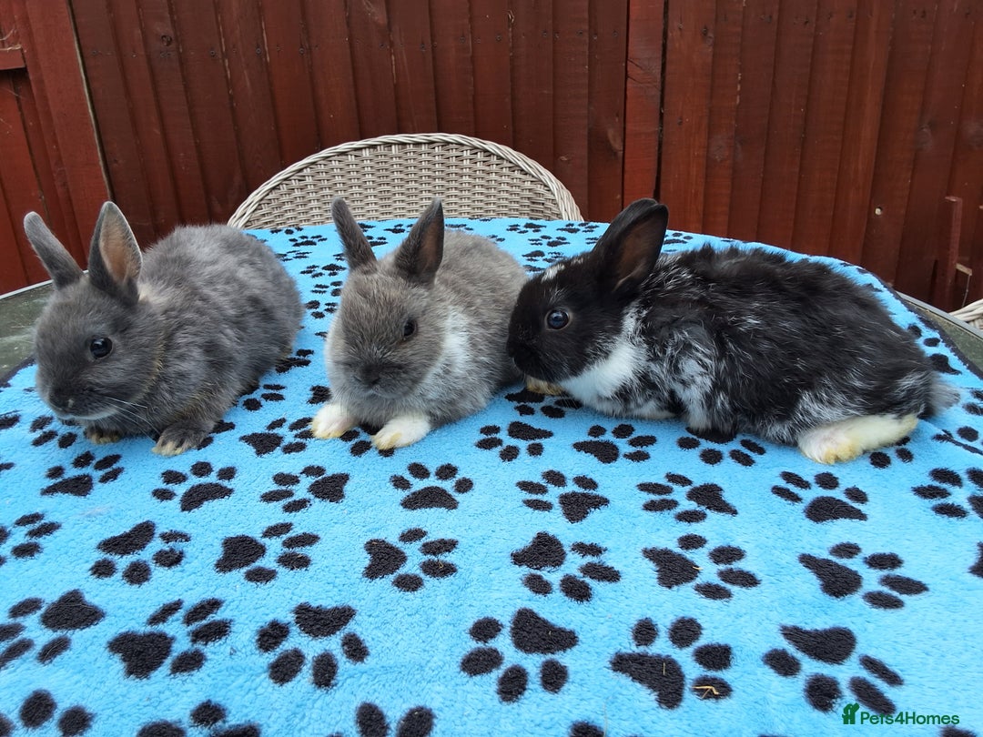 Netherland Dwarf rabbits for sale: 3 Netherland Dwarf bunnies ready 4 forever homes  - Image 25