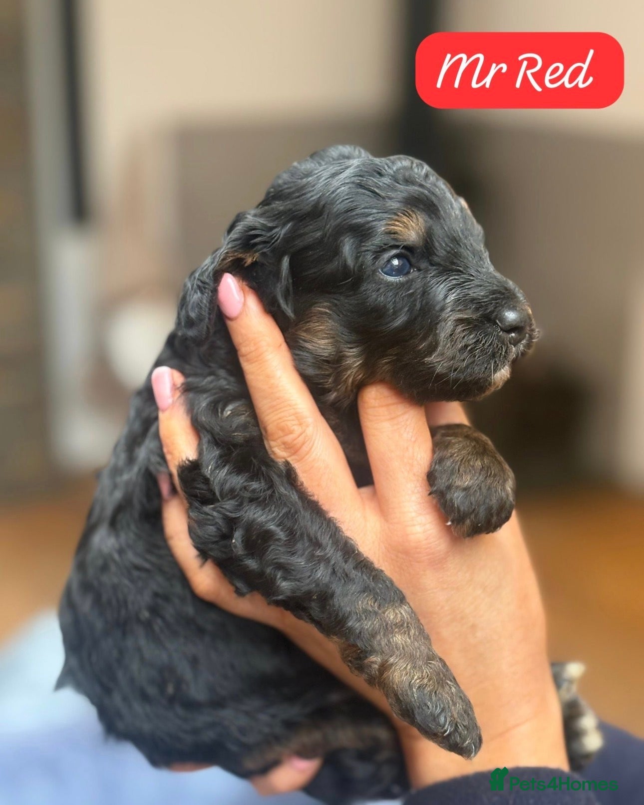 Bernedoodle dogs Outstanding Mini Bernedoodle Puppies  - Advert 1