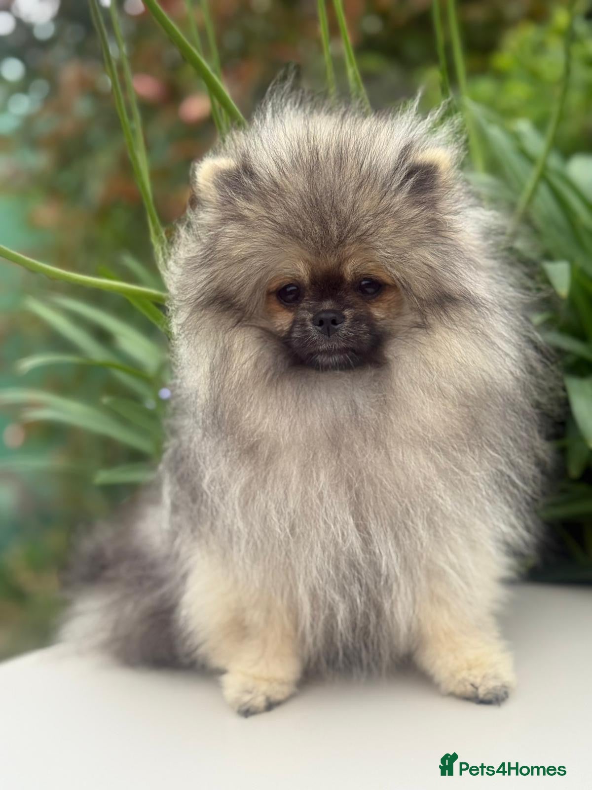 Pomeranian dogs Pomeranian  - Advert 1
