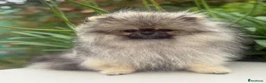 Pomeranian 2