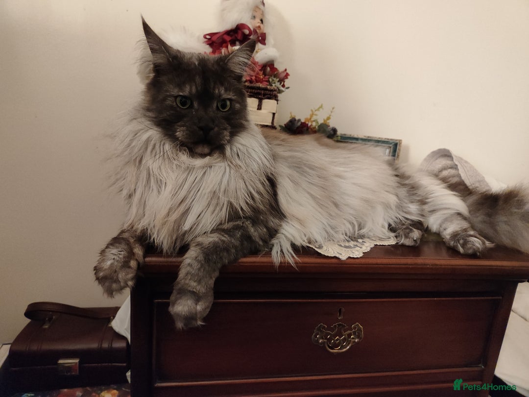 Maine Coon cats for sale: Maine Coon (black smoke) boy - Image 2