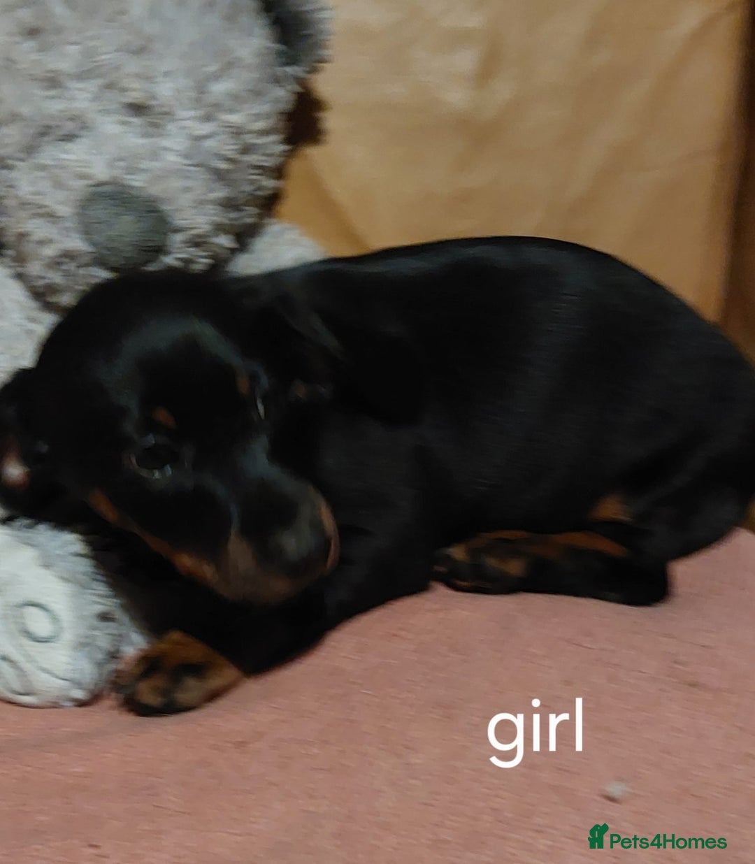Mixed Breed dogs for sale: Terrier x dachshund - Image 5