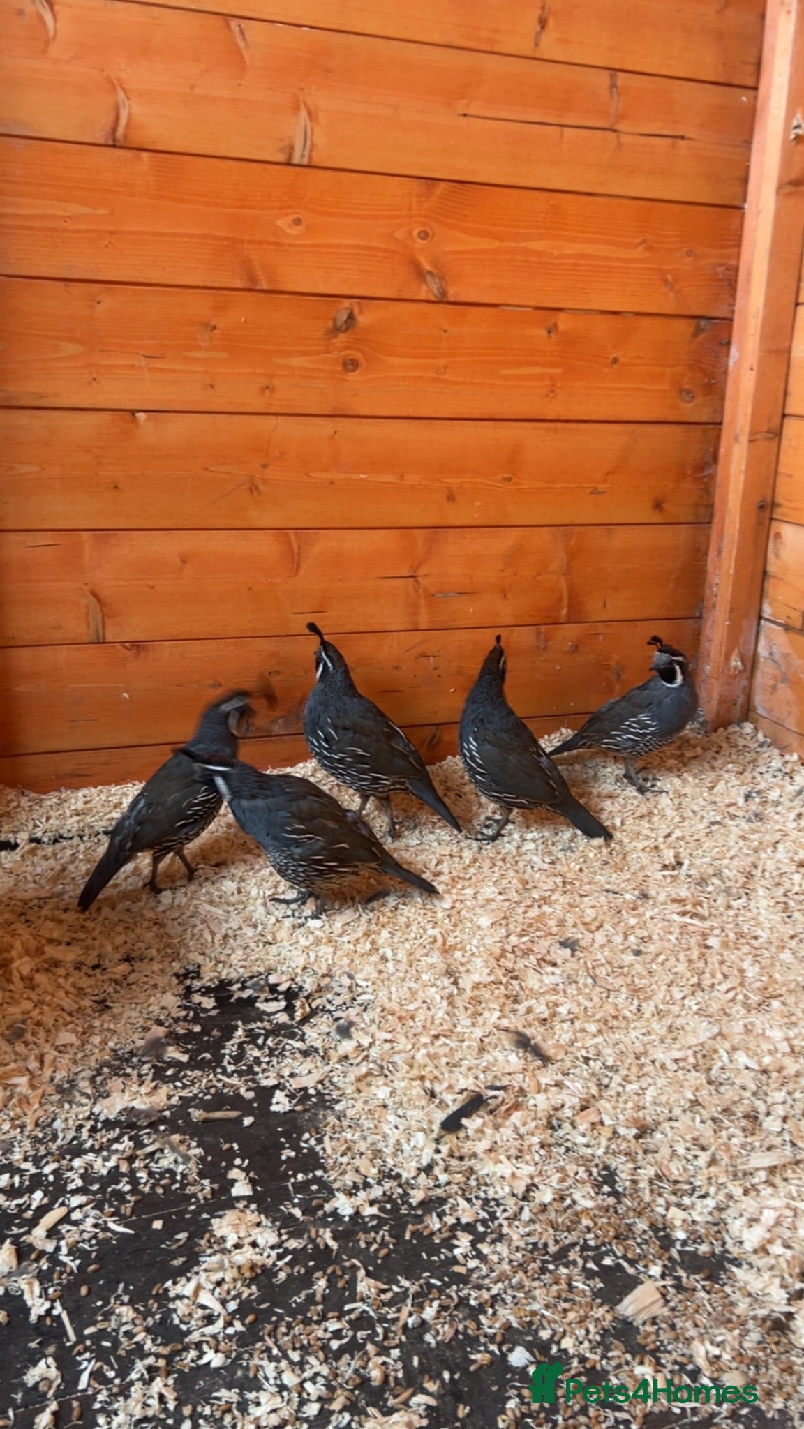 Quail poultry California Quails - Advert 8