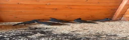Quail poultry for sale: California Quails - Advert 1