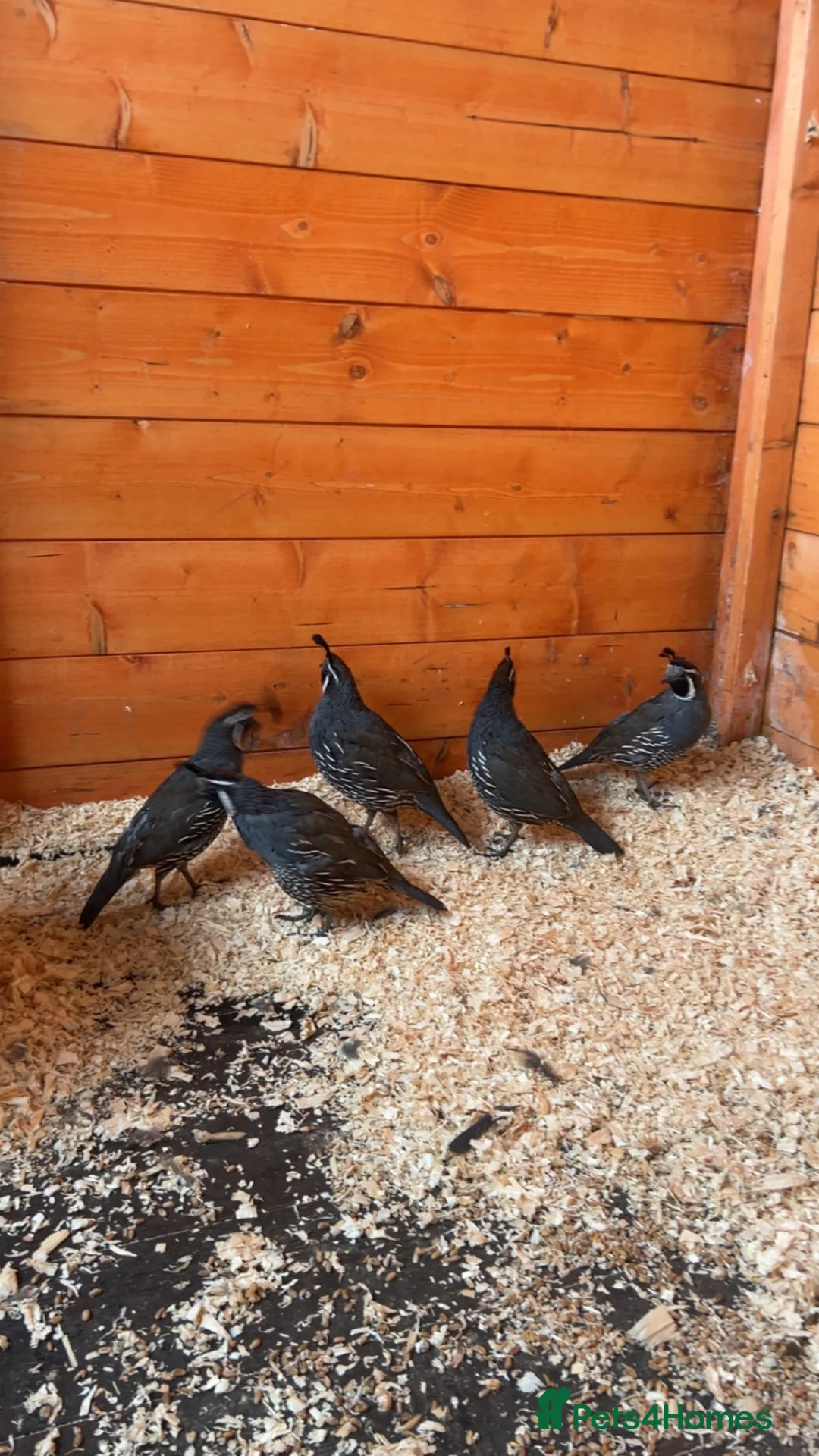 Quail poultry for sale: California Quails - Advert 1