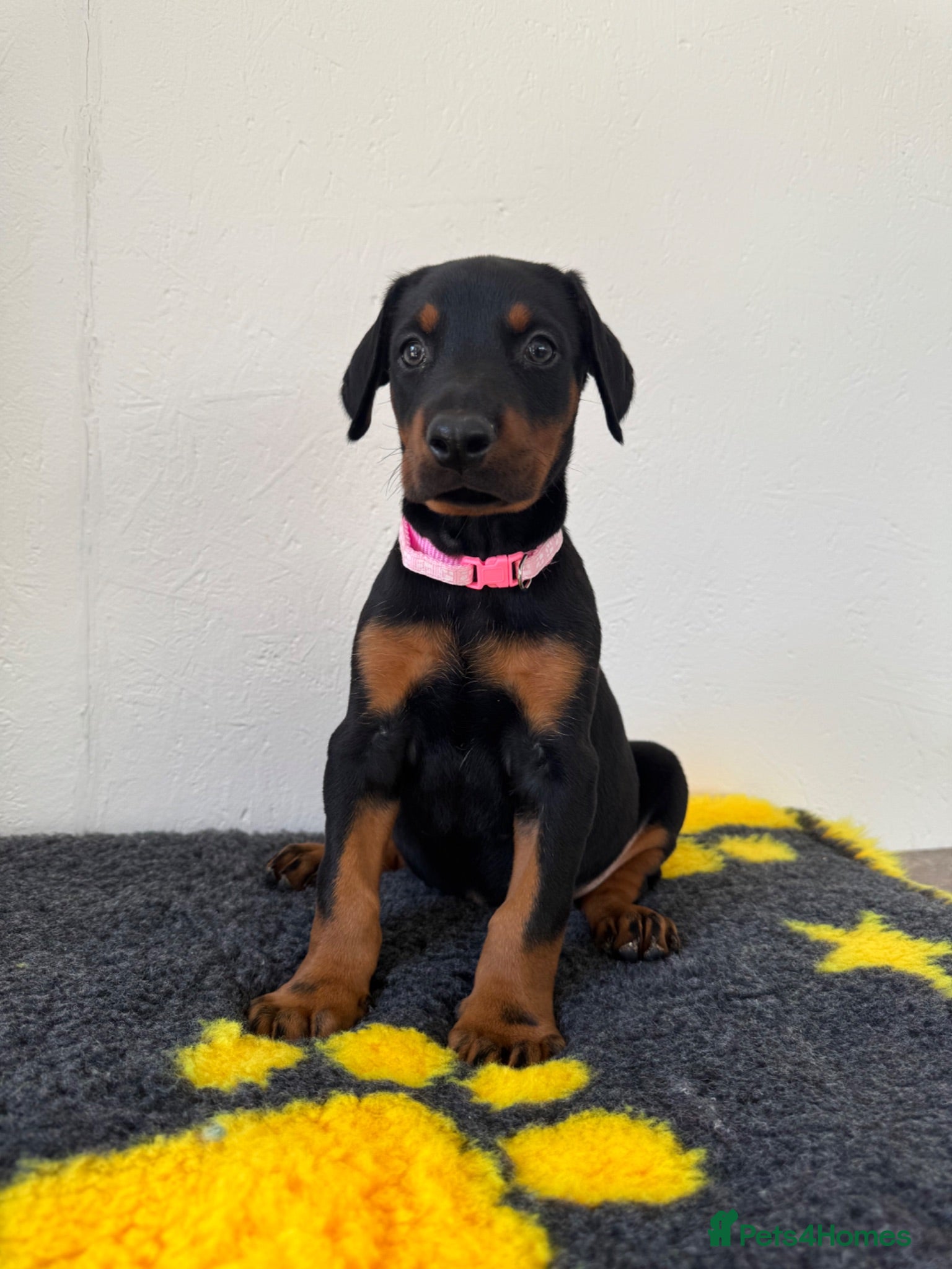 Dobermann dogs Quality European Dobermanns - 1 Female Remaining - Advert 2