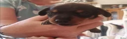 Miniature Dachshund dogs for sale: Beautiful true miniature Dachshund  - Advert 10