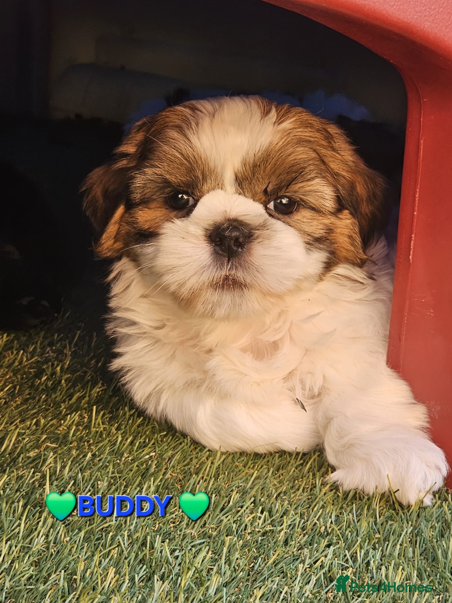Shih Tzu dogs STUNNING PURE STANDARD SHIH TZU - Advert 18
