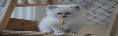 Ragdoll 4