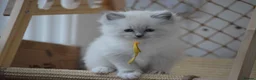 Ragdoll cats for sale: Blue Ragdoll Kittens parents health tested  - Advert 10