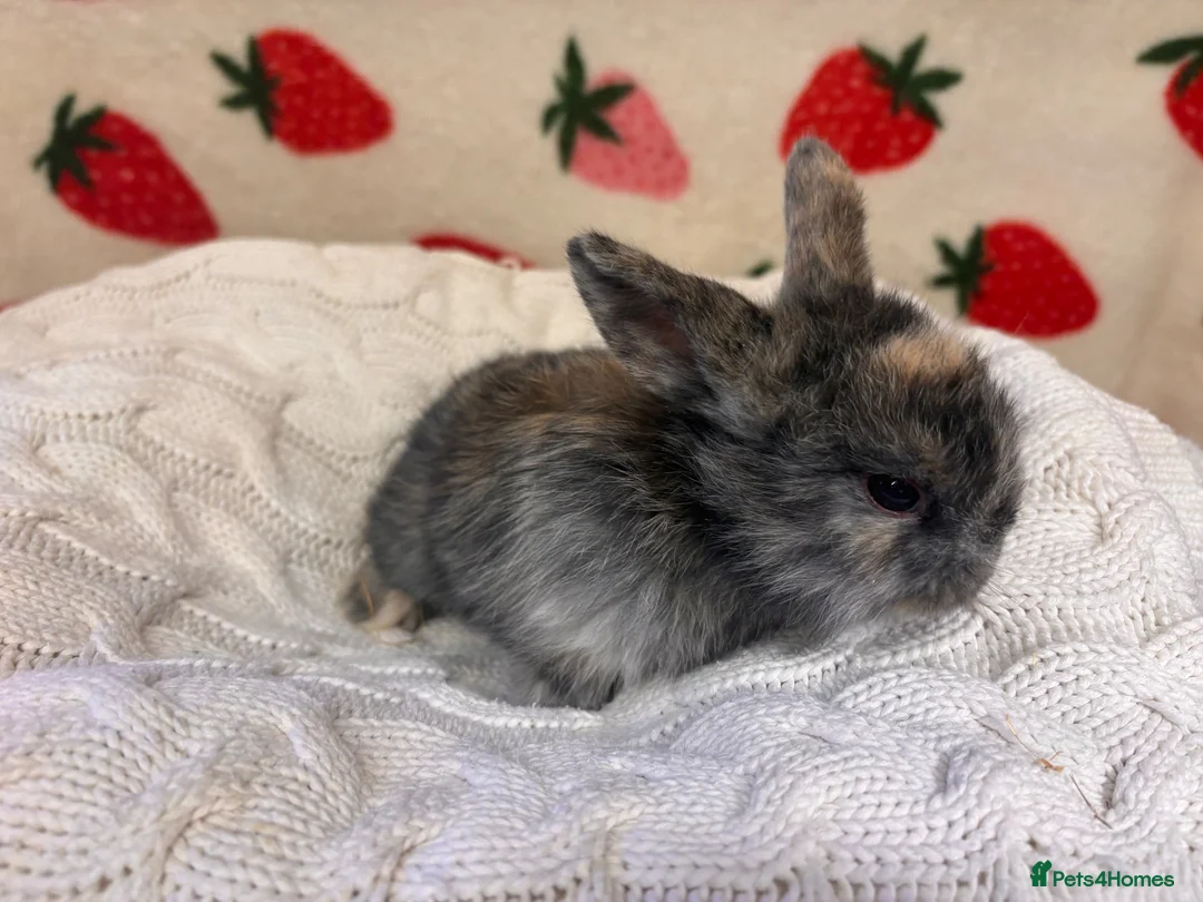 Mixed Breed rabbits for sale: Five beautiful Mini lops x English spot  - Advert 2