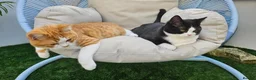 British Shorthair cats for sale: Pedigree BSH/Selkirk  2 boys Tica reg. in Preston - Advert 17