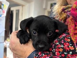 Mixed Breed dogs Spainel-Jack Boy - Advert 15