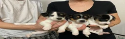 Jack Chi dogs for sale: Adorable Jack Chi puppies  - Advert 1