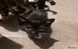 American Shorthair cats for sale: American short hair tabby kittens - Image 11