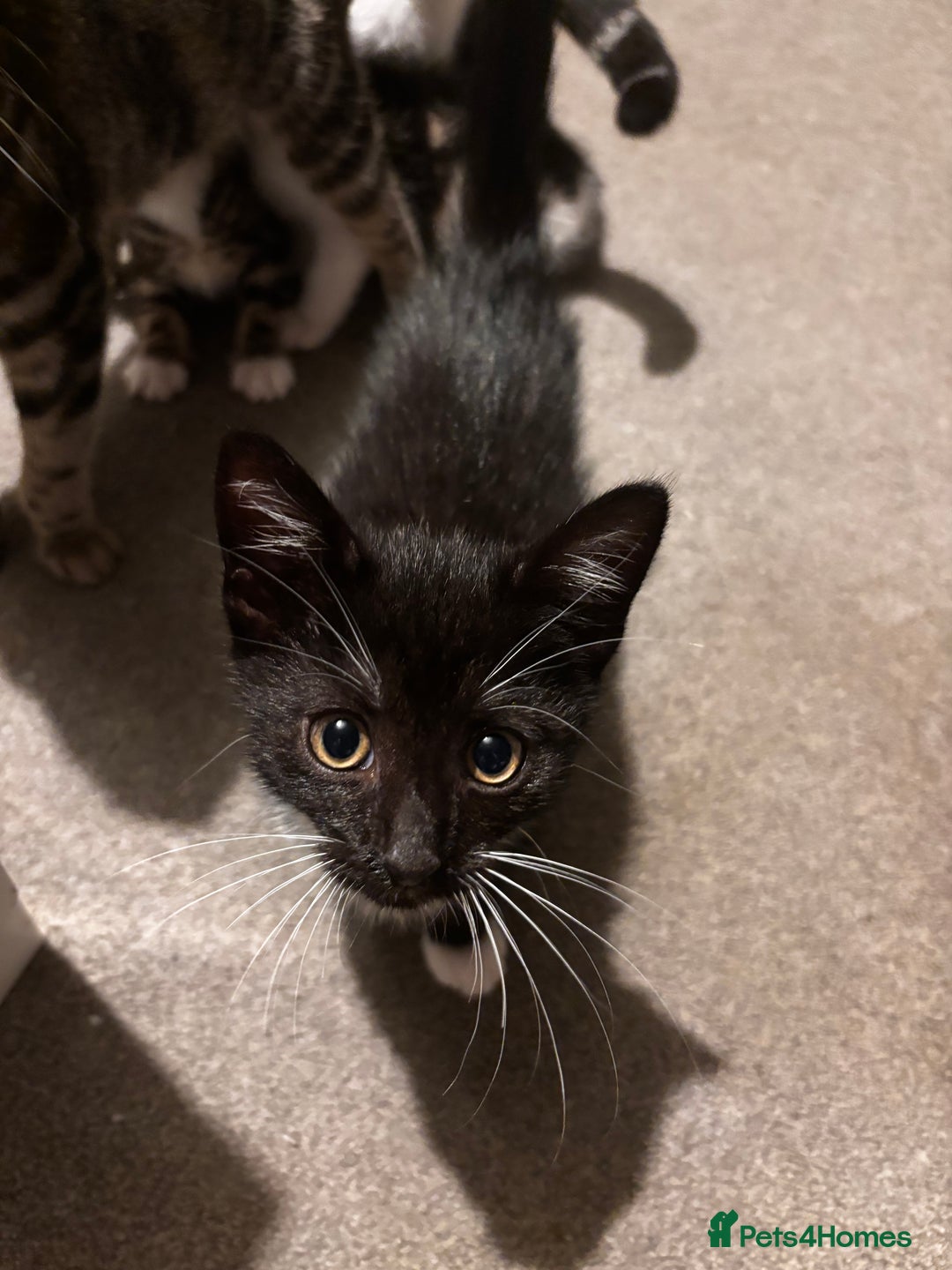 American Shorthair cats for sale: American short hair tabby kittens - Image 11