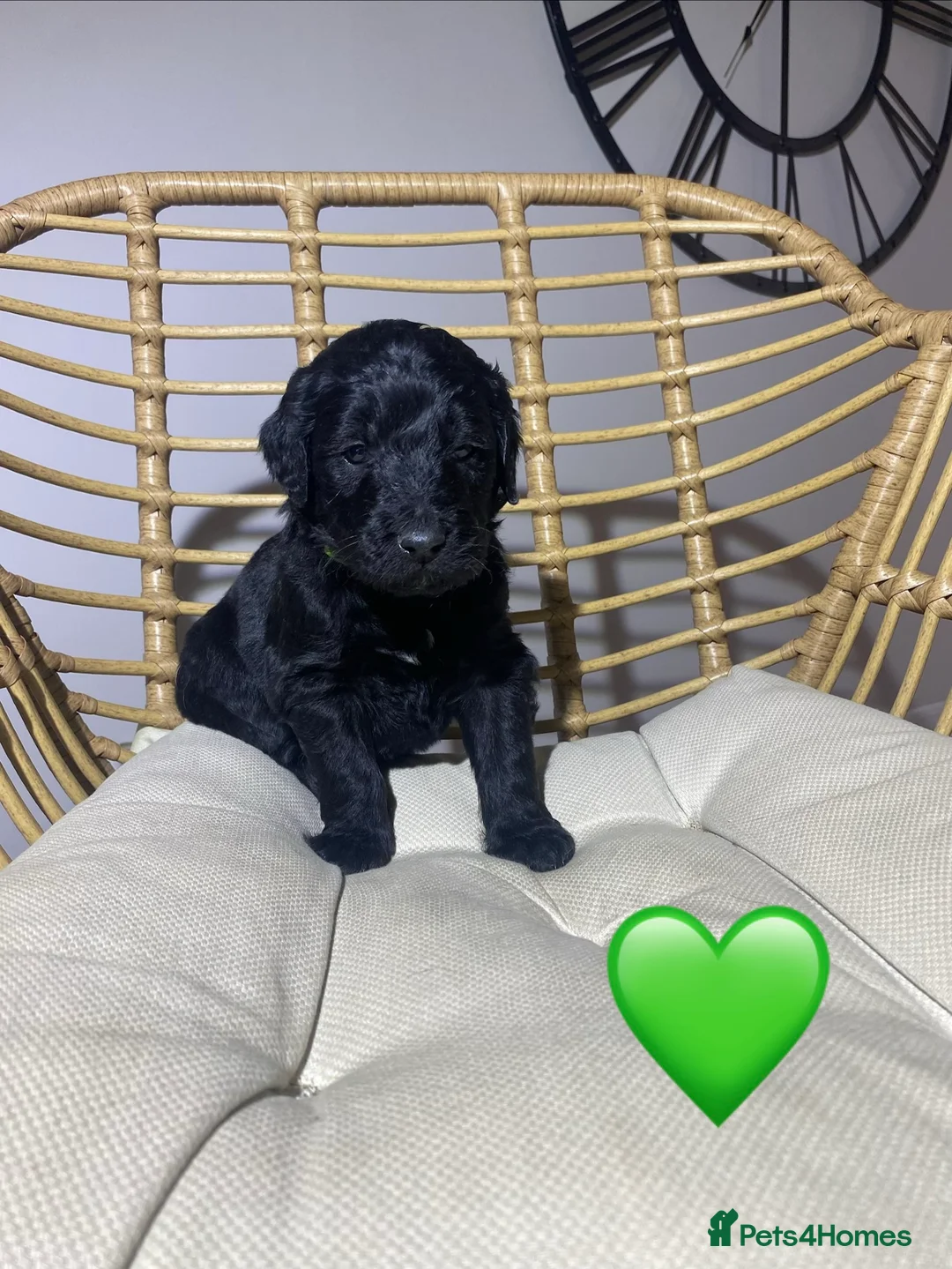 Goldendoodle dogs for sale: F1 Goldendoodles 🖤💛 - Advert 26