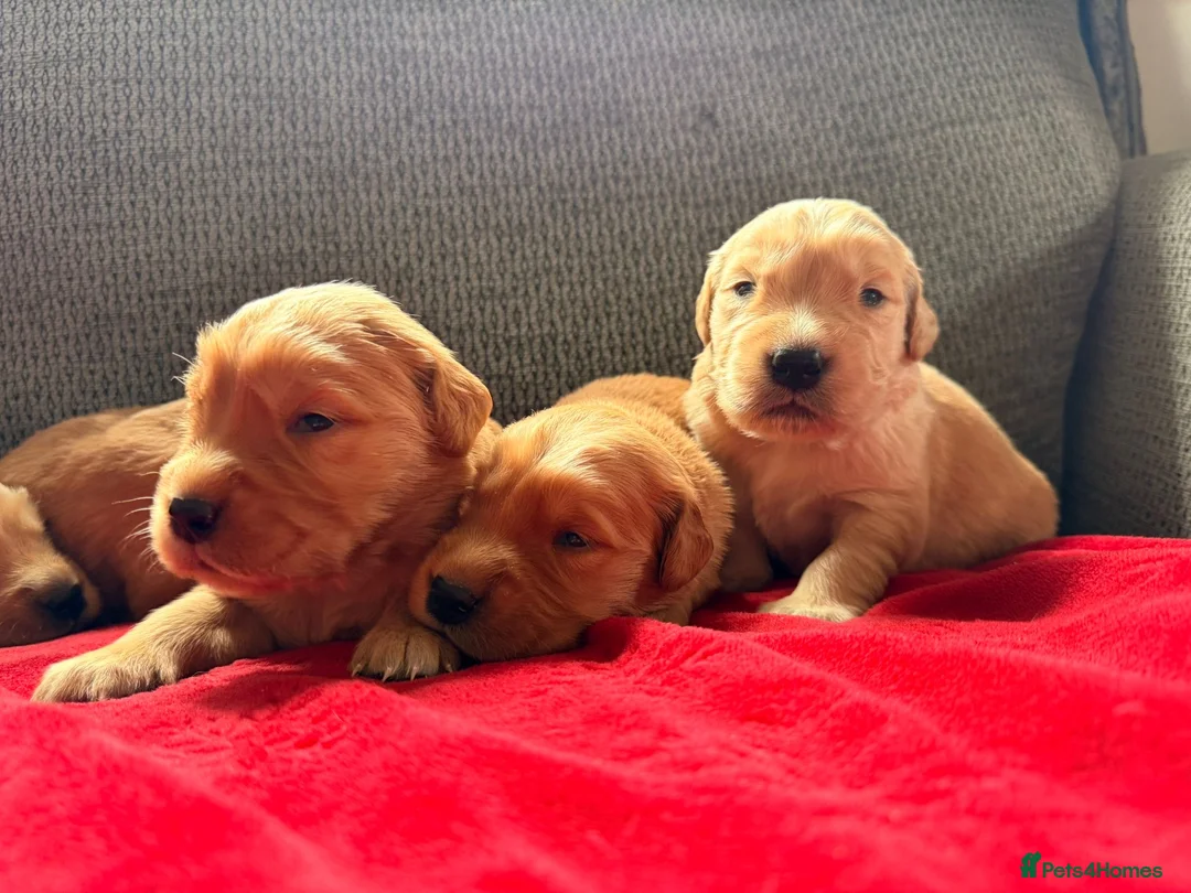 Golden Retriever dogs for sale: Health Tested Gold/Red KC Golden Retriever Puppies - Advert 6