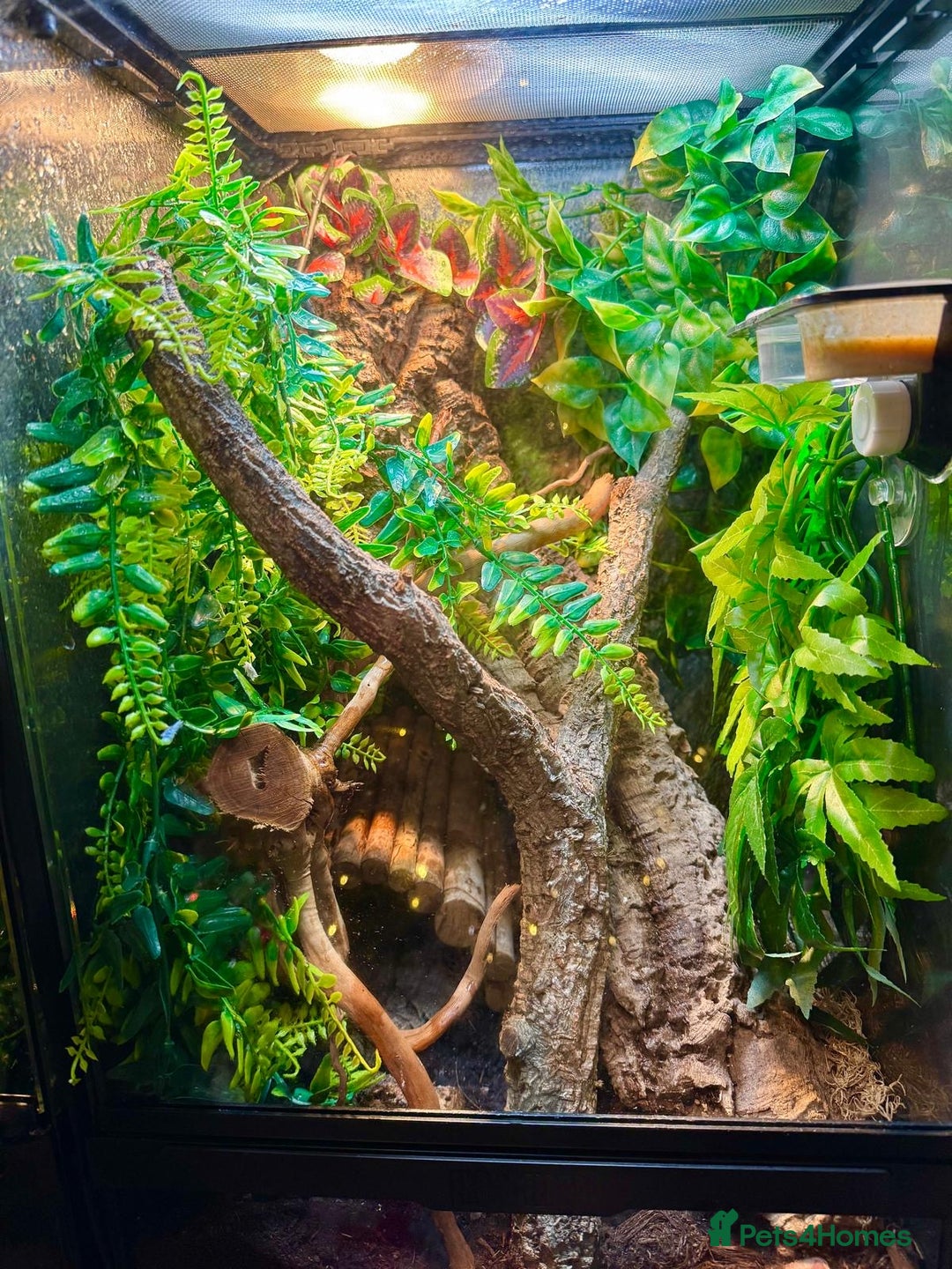 Gecko reptiles for sale: X2 Neon Day Geckos With Full Set Up - Advert 3