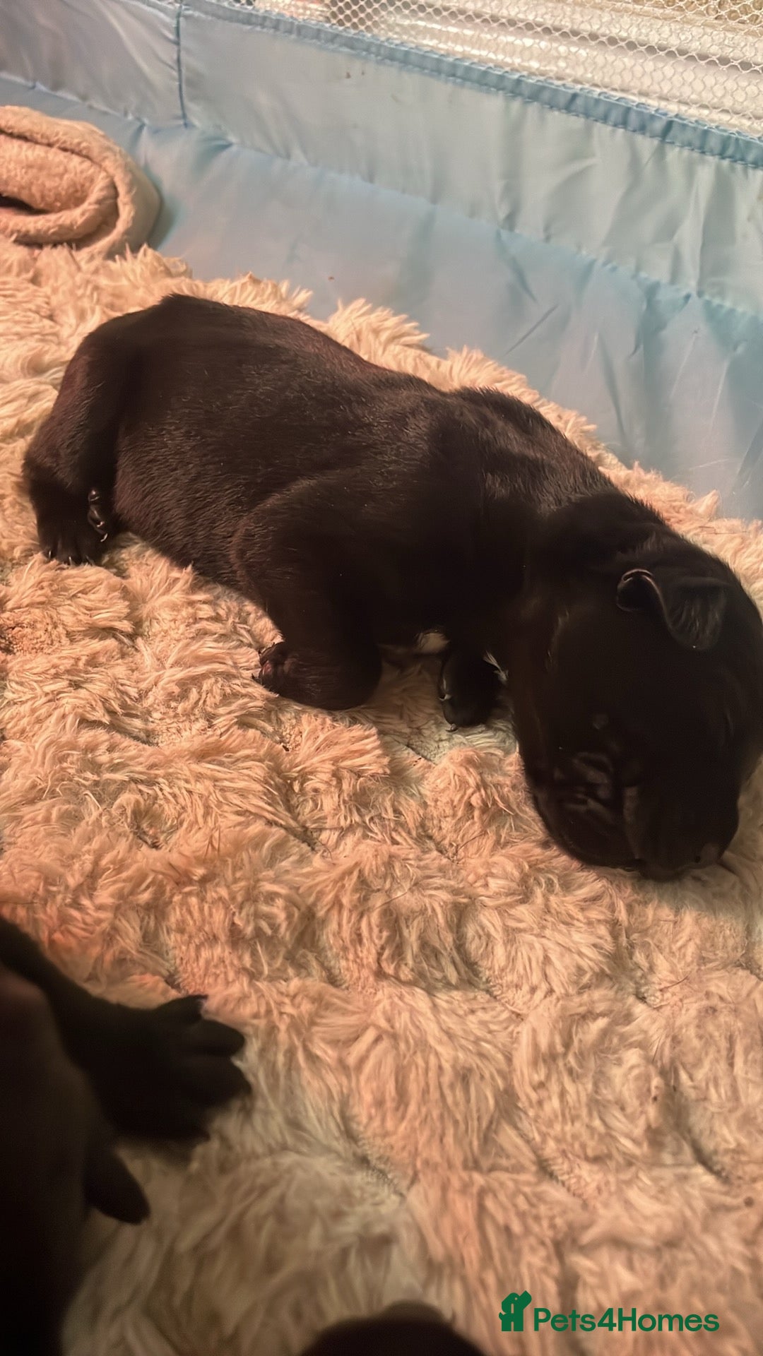 Cane Corso dogs for sale: Champion/true to type cane corso puppies - Advert 12