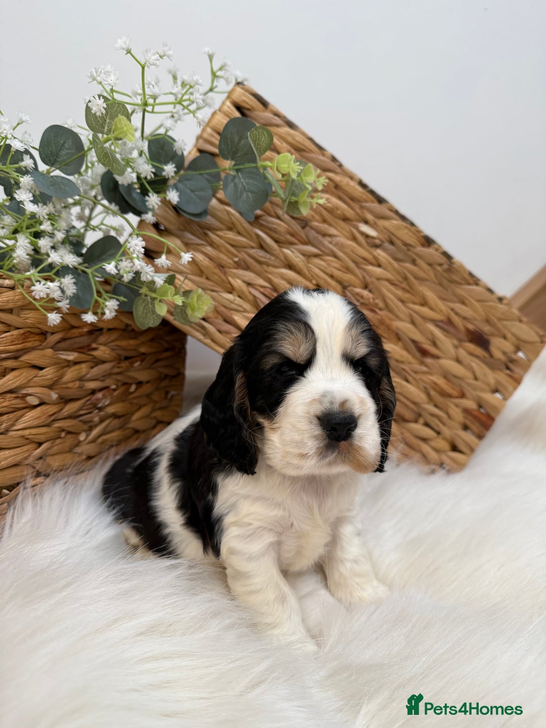 Cocker Spaniel dogs for sale: Quality Health Tested KC Reg Show cocker spaniels  - Advert 19