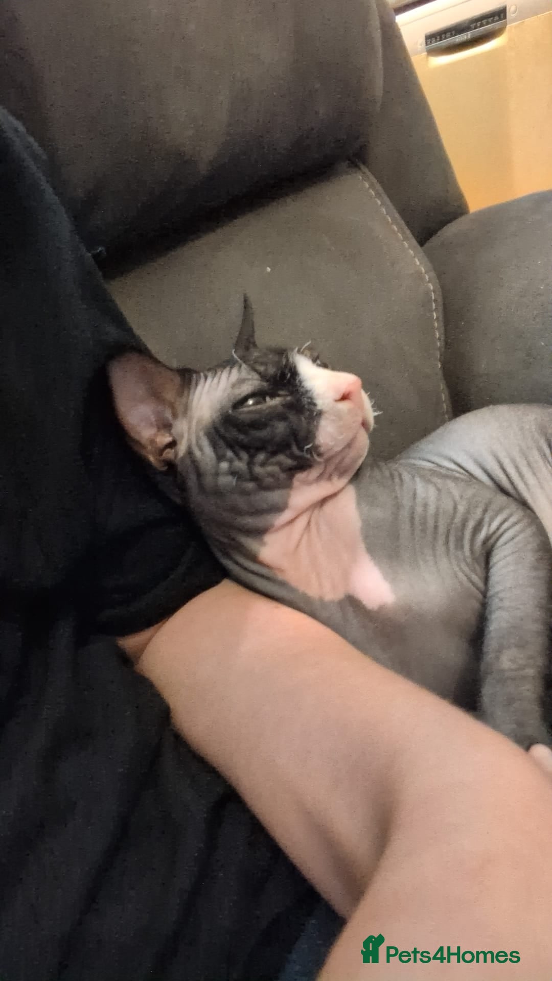 Sphynx cats for sale: Gorgeous 10 month sphynx  - Advert 2