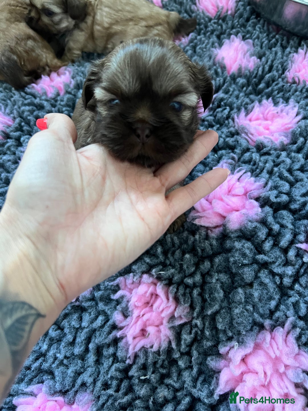 Shih Tzu dogs for sale: Imperial Shih Tzu for sale - Image 14