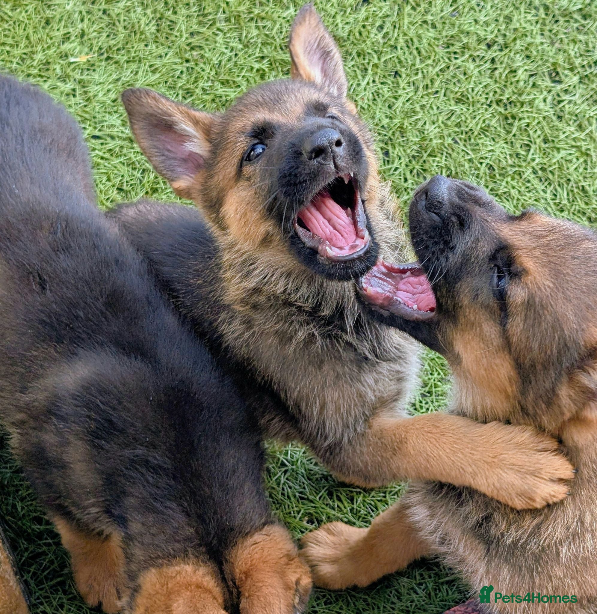 German Shepherd dogs K.C. reg GSD pups - Advert 2