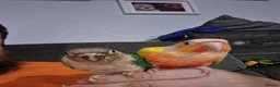 Conures birds for sale: 2 bonded conures in Hyde - Advert 7