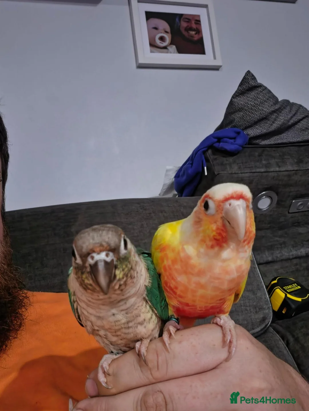 Conures birds for sale: 2 bonded conures in Hyde - Advert 7