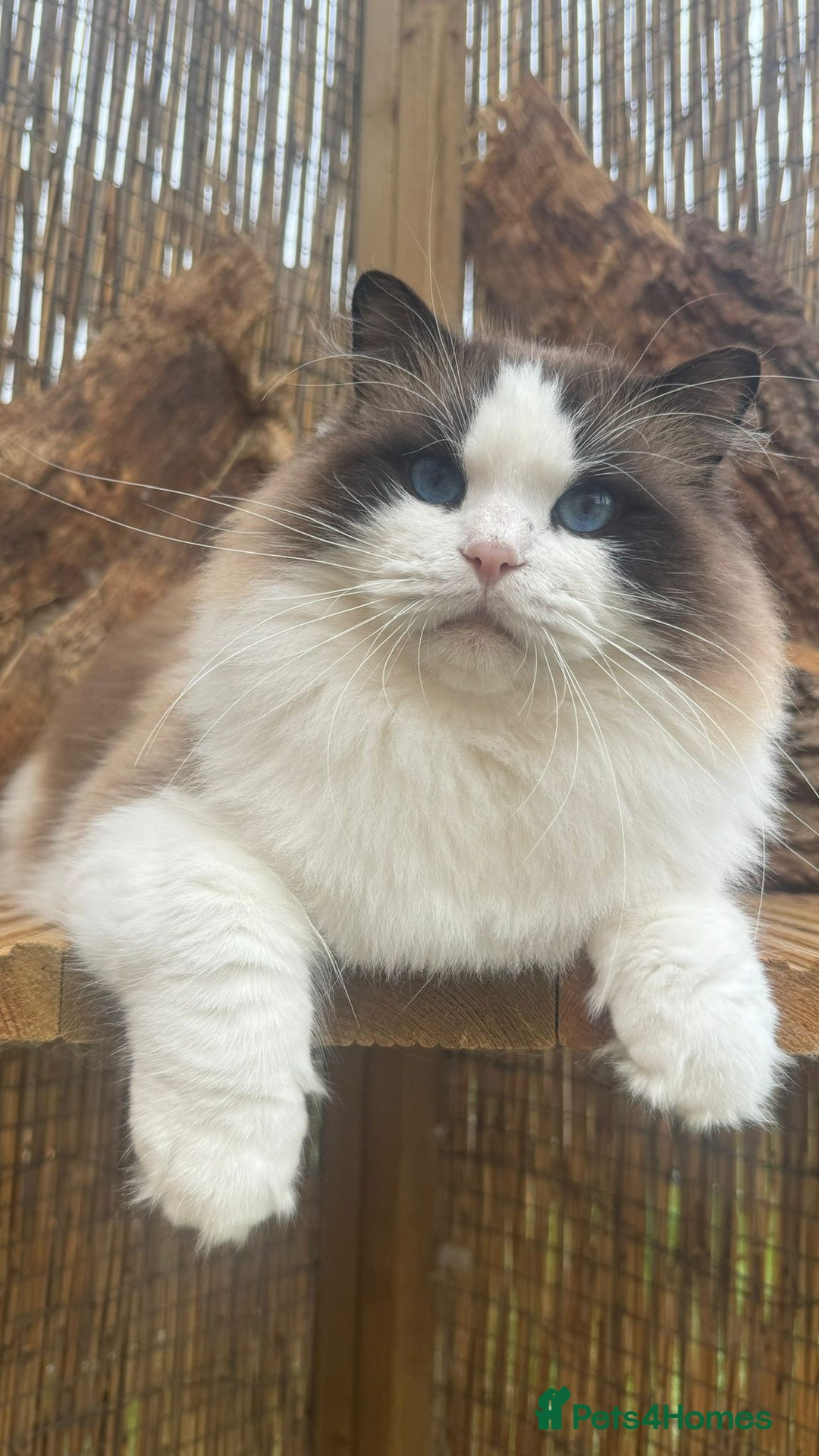 Ragdoll cats for sale: WORLD BEATIFUL RAGDOLL KITTEN/FIFe - Image 28