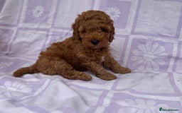 Cockapoo dogs for sale: Gorgeous Cockerpoo F1b - Image 9
