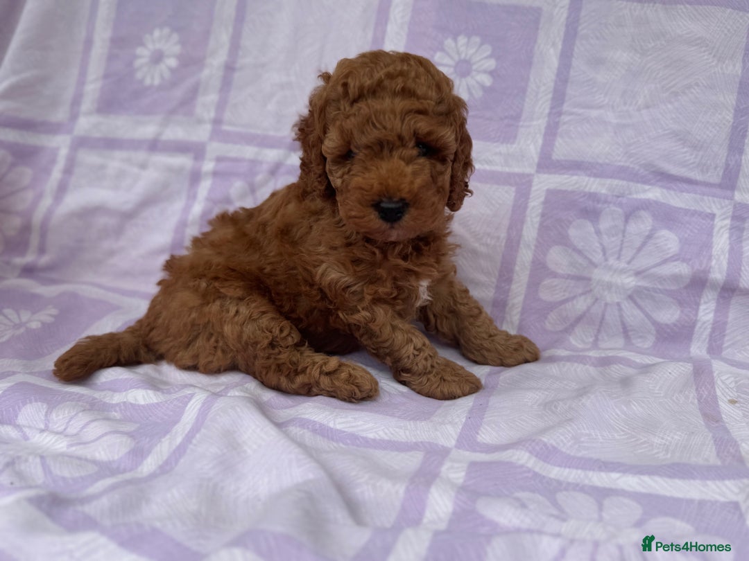 Cockapoo dogs for sale: Gorgeous Cockerpoo F1b - Image 9