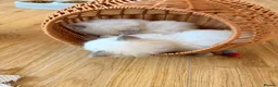 Ragdoll cats for sale: Exquisite Ragdoll litter   - Advert 23