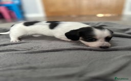 Miniature Dachshund dogs for sale: Long haired miniature dachshund  - Image 13