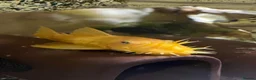 Plecos fish for sale: Blue Eye Lemon Bristlenose - Advert 1