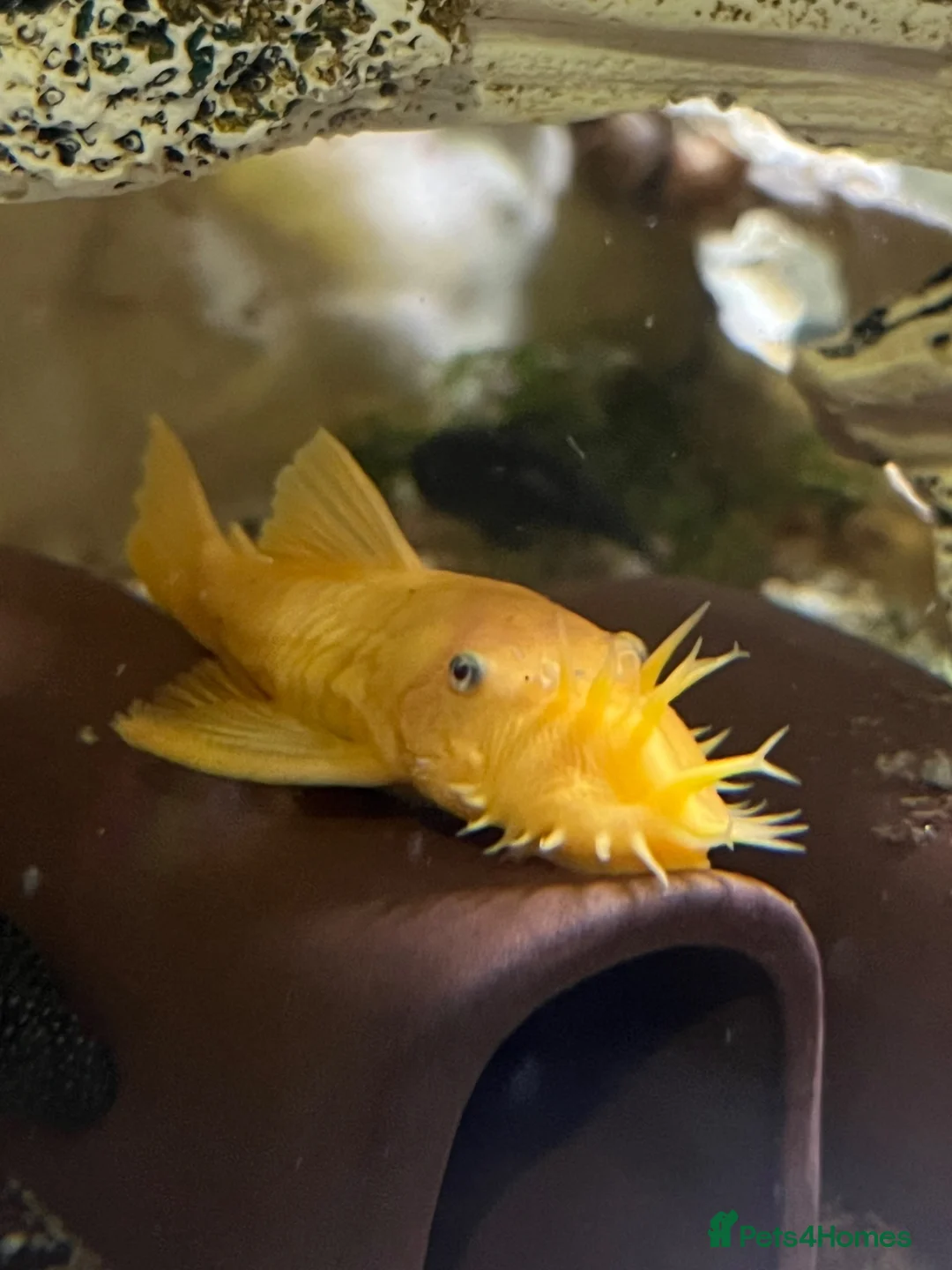 Plecos fish for sale: Blue Eye Lemon Bristlenose - Advert 1