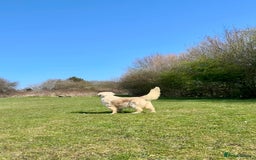 Goldendoodle dogs for sale: F1 Goldendoodle Puppies Expected – Early November - Image 8