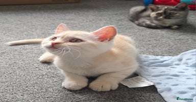 British Shorthair cats - Advert 13