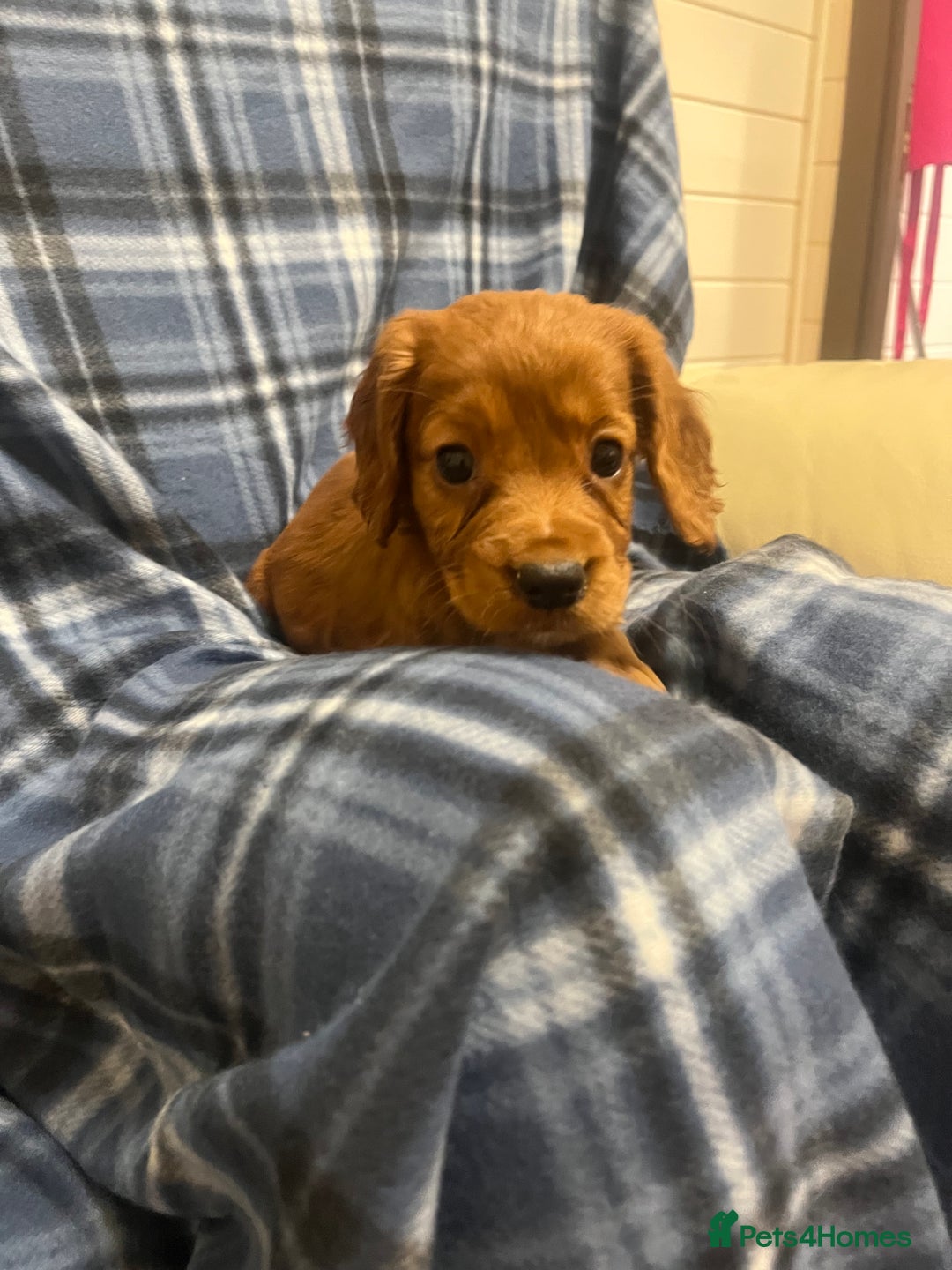 Cocker Spaniel dogs for sale: Stunning Cocker Spaniel Puppies - Advert 6