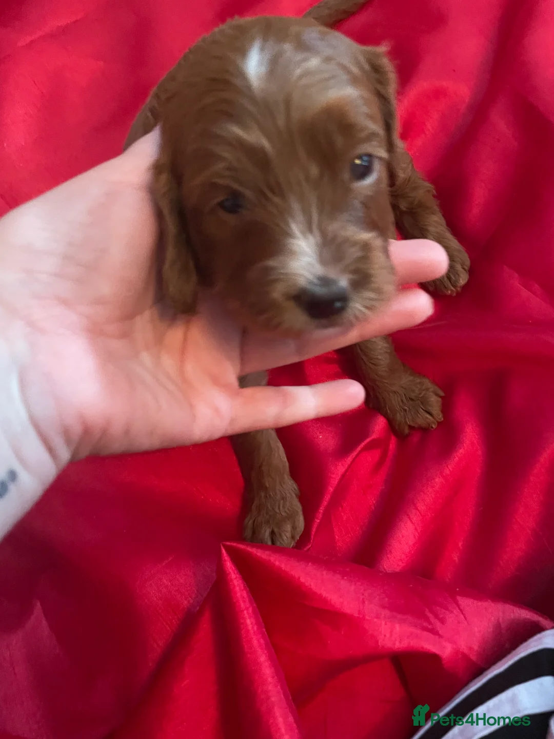 Cockapoo dogs for sale: X3 f1b cockapoo puppies  - Advert 27