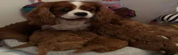Cavapoo dogs for sale: Health tested Red Cavapoo puppies - Advert 4