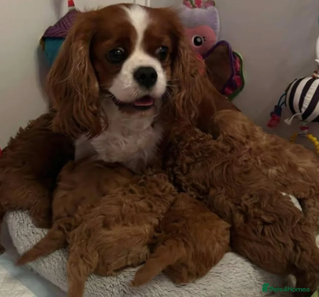 Cavapoo dogs for sale: Health tested Red Cavapoo puppies - Advert 4