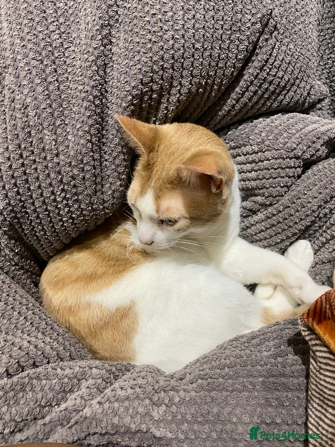 British Shorthair cats for sale: 💙Lovely 3 legged Tommy 💙 - Advert 4